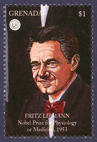 Fritz
                Albert Lipmann
